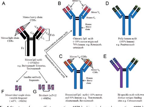 Figure 2 From Therapeutic Application Of Monoclonal Antibodies In