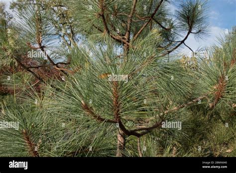 Apache Pine Hi Res Stock Photography And Images Alamy