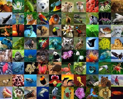 All Animals In The World List The Image Kid Has It