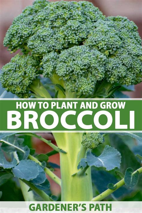 How To Plant And Grow Broccoli Gardeners Path
