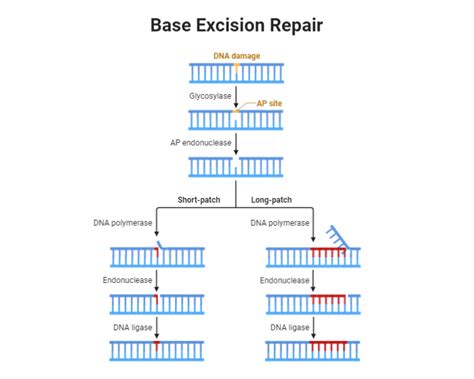 Base Excision Repair Biorender Science Templates
