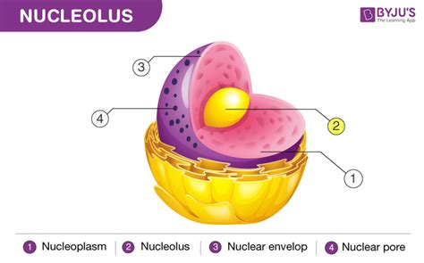 It can vary in size depending on the type of. Nucleolus - Function, Difference Between Nucleus & Nucleolus