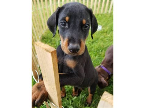 3 Male And 3 Female Beautiful Doberman Puppies Marysville Puppies For