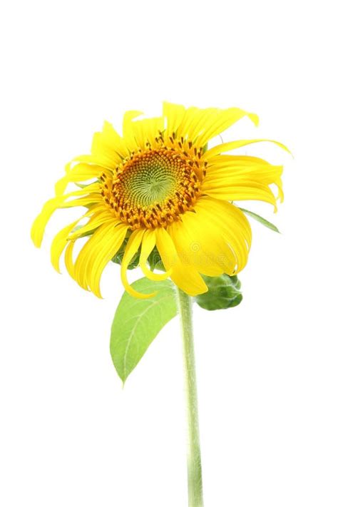 Single Sunflower And Leaf Isolated Stock Photo Image Of Sunflower