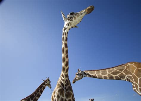 How Did Giraffes Get Their Long Necks The Washington Post