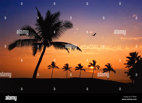 Hawaiian Palm Tree Sunset On Big Island Stock Photo Alamy