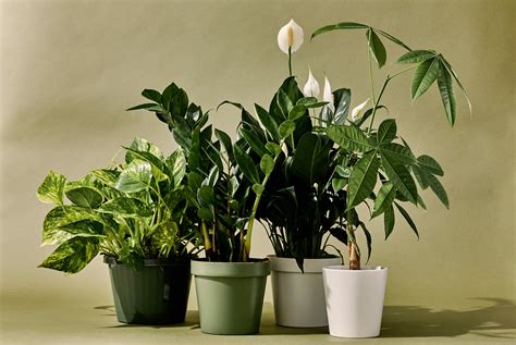 The 10 Best Indoor Plants For Every Kind Of Person Grand Central Floral