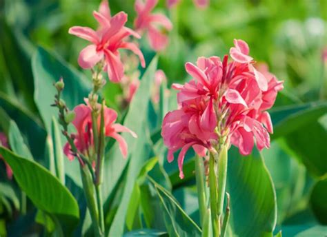 10 Canna Lily Miss Pink Pink Canna Bulbs Plant For Garden Etsy