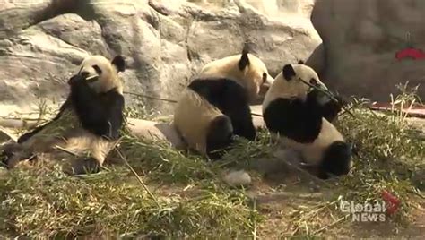 Giant Pandas Journey From Toronto To Calgary Zoo Underway Friday