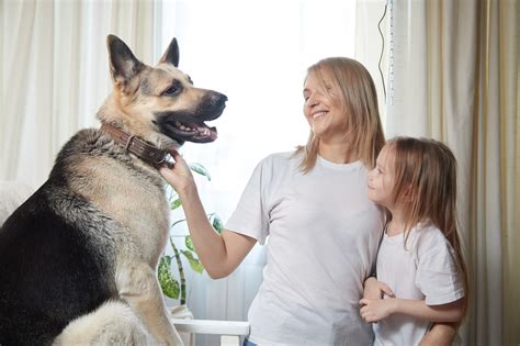 Train Your Dog How To Behave Around Children Union Lake Pet Services