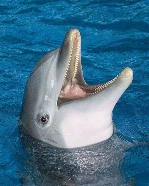 Pin By Angila Bowers On Dolfijnen Bottlenose Dolphin Animals