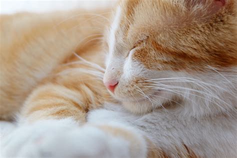 Free Images Pet Kitten Feline Yawn Close Up Nose Whiskers