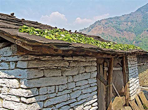 Spinach Drying On Roof In Mothers Village In Nepal Photograph By Ruth