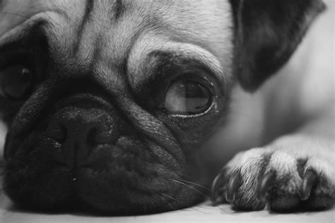 Free Images Black And White Puppy Pug Close Up Snout Eye