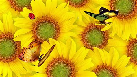 Sunflowers And Butterflies