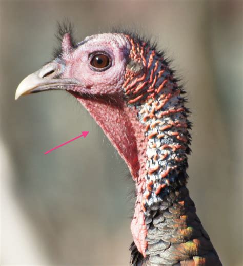 things with wings everything you wanted to know and then some about wild turkey anatomy