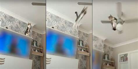 Cat Makes Daring Leap Of Faith To Ceiling Fan Borninspace