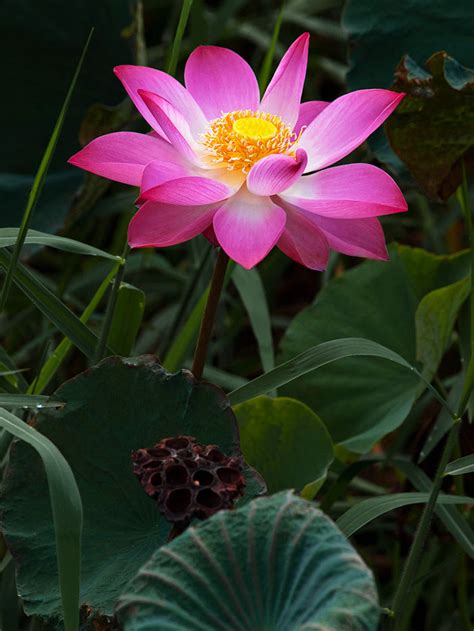 Nelumbo Nucifera 5 Seeds Fun Aquatic Pond Pink Lotus The Plant