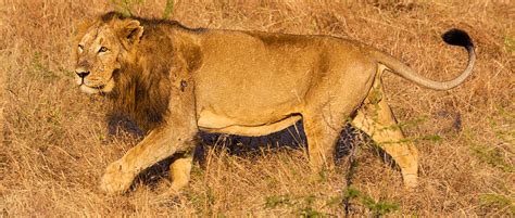 Lion Subspecies Listed Under Endangered Species Act The Wildlife Society