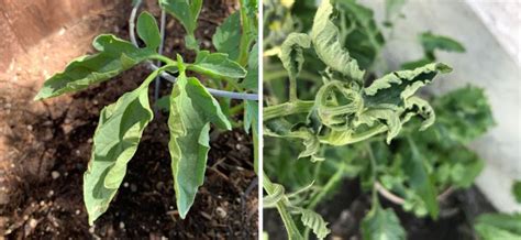 Tomato Leaves Are Curling Healthy Food Near Me