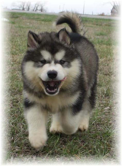 Find local alaskan malamute puppies for sale and dogs for adoption near you. Buy & Sell Alaskan Malamute puppies online https://www ...
