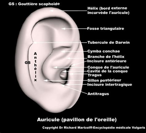 Image Photo Oreille Anatomie Image De Synthèse En 3d Orl