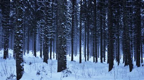 Snowy Night Forest Gaia Pinterest