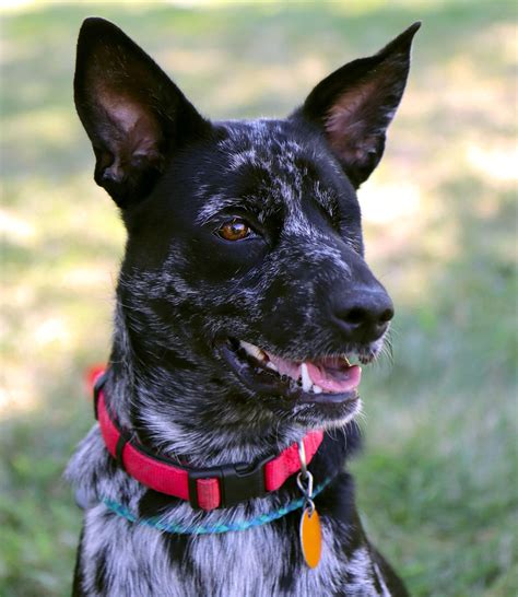 Dog For Adoption Dixie Lee A Australian Cattle Dogblue Heeler In