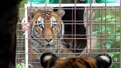 Hd & 4k quality free for commercial use ready to download. Big Cats + Mirrors = Funny! - YouTube