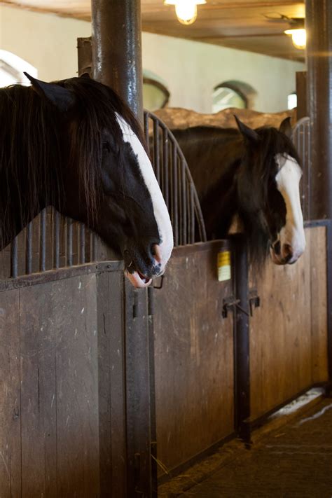 Horses In A Stable Free Stock Photo Public Domain Pictures