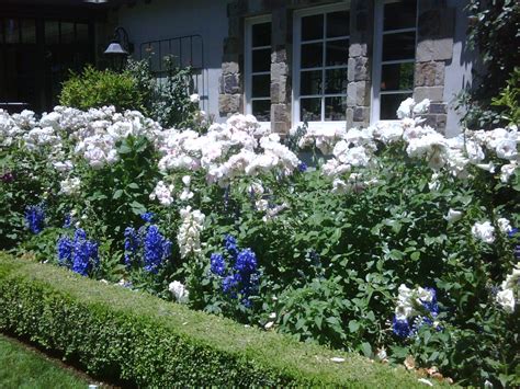 Boxwood Hedge With Roses Along The Foundation Viburnum Opulus Nanum