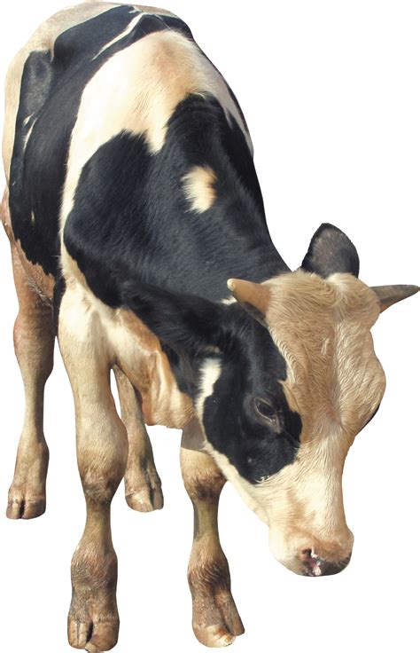 Cow Png