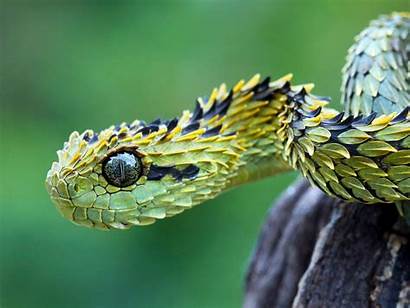 Snake Snakes Camouflage Barbed Unusual Wallpapers13