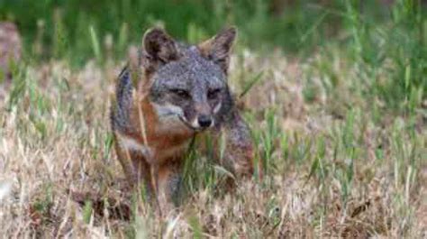 Foxes In California Types Habitat Diet
