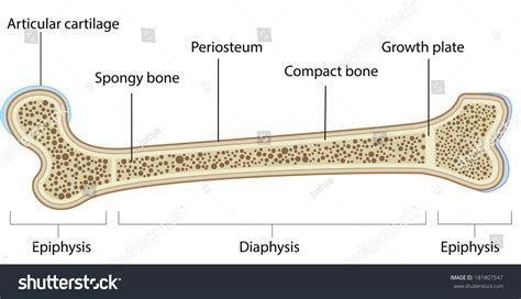 Structure Of Bone Diagram