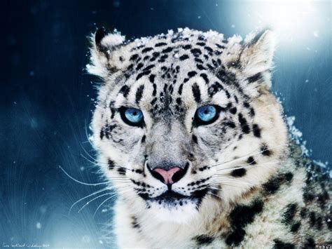 White Siberian Tiger Wallpapers Wallpaper Cave