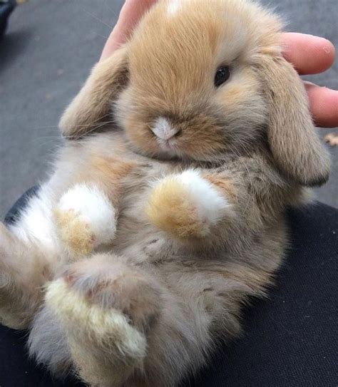 Pin On My Top Of Cutest Bunnies For Bunny Lovers