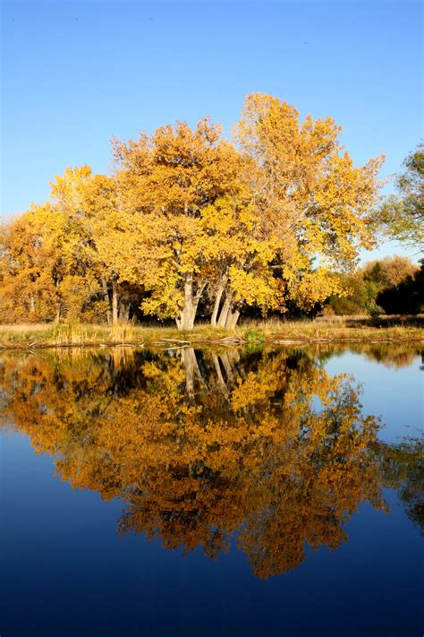 Fall Trees by Lake Picture | Free Photograph | Photos Public Domain