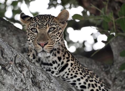 Tanzania | Quiet Leopard