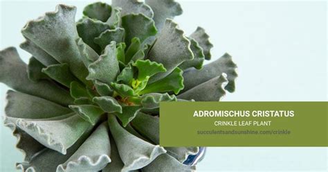 Adromischus Cristatus Crinkle Leaf Plant Succulents And Sunshine