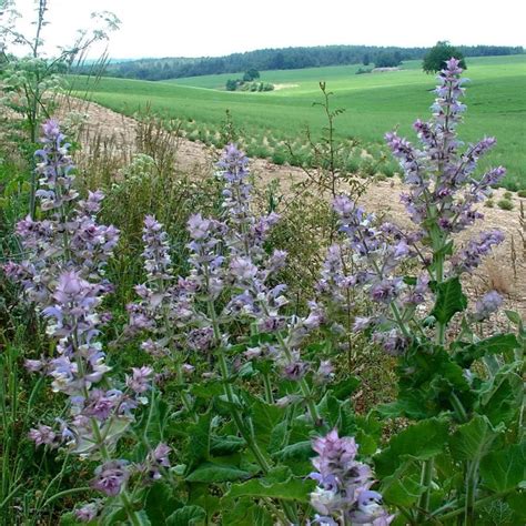 clary sage seeds price €1 25