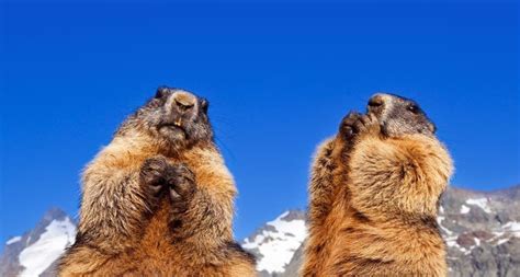 Funny Groundhog Related Bing Homepage Omg Animals