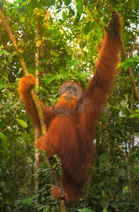 Giant Male Orangutan In Sumatra Gunung Leuser Park In Indonesia Stock