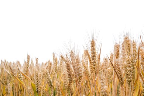 Yellow Wheat Field Yellow Wheat Field View Png Transparent Image And