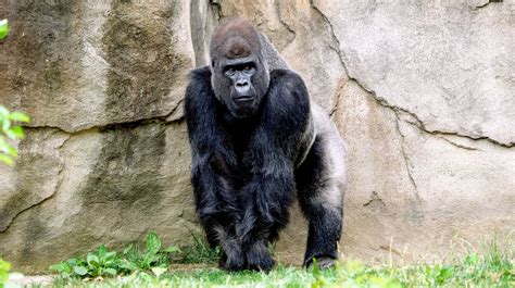 Types Of Gorillas