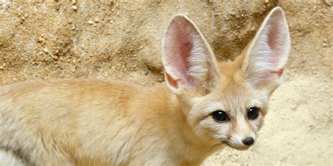 Fennec Fox Smithsonians National Zoo And Conservation Biology Institute