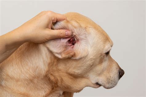 Barf Online Bestellen Diagnose Von Allergien Bei Hunden Symptome Tests Und