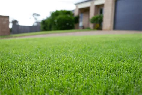Bermuda Grass Sod Sale And Delivery