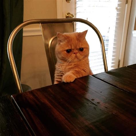 Cat Stands On His Hind Paws And Stares When He Find