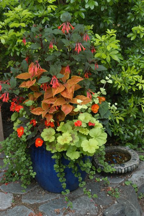 Pot In The Blue Garden Fuchsia Gartenmeister Coleus Trusty Rusty